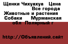 Щенки Чихуахуа › Цена ­ 12000-15000 - Все города Животные и растения » Собаки   . Мурманская обл.,Полярный г.